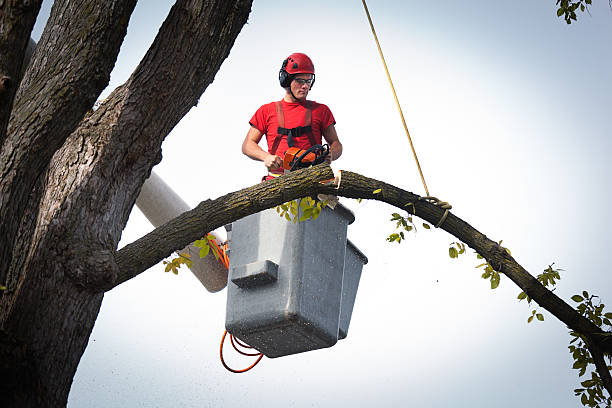 Best Professional Tree Care  in La Cienega, NM